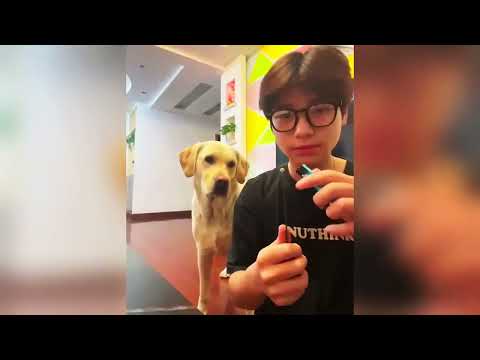 Funny Cats and Dogs Compilation 😂🐶🐱 | Try Not To Laugh