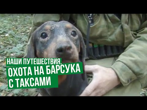 Badger Hunting with Dachshunds \ Our Travels