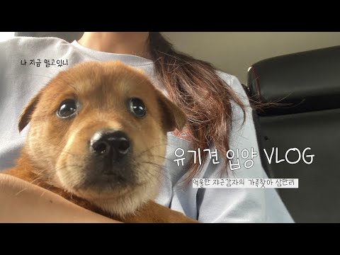 [DogVlog] 유기견 강아지 입양 첫날 브이로그