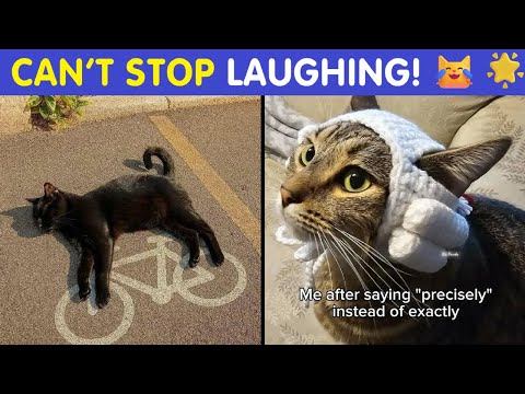 Can’t Stop Laughing at Cat Memes? 😹 These Pics Will Make Your Day! 🌟