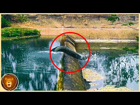 12 Serpents Très Rares qu’On ne Voit pas tous les Jours