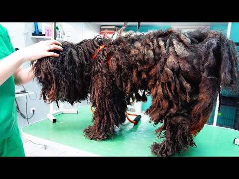 YOU WON'T BELIEVE how this DOG looks before shaving all these dreadlocks