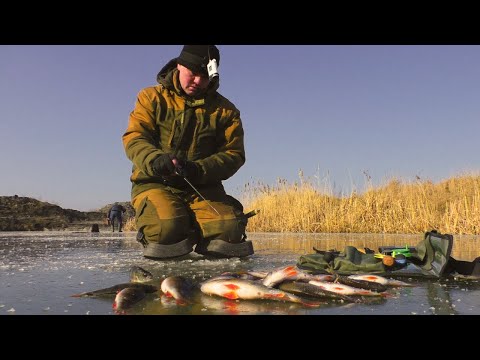 НА ЦЕЙ КОЛІР ЛІСОТКИ КЛЮЄ ЗАВЖДИ! ЛОВЛЯ ОКУНЯ на БЕЗМОТИЛКУ! ЗИМОВА РИБАЛКА 2025!