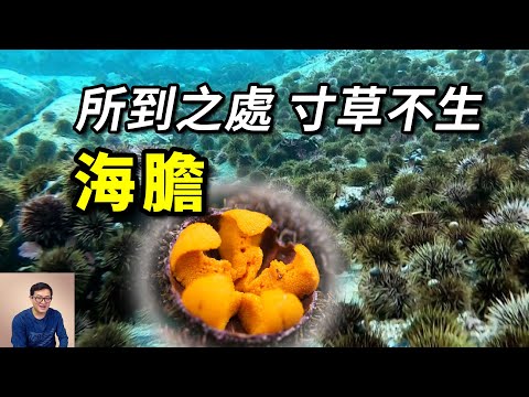 把海底吃成荒漠，全靠龍蝦去消滅！入侵巨藻森林，泛濫到天敵都鬱悶了的——海膽【老肉雜談】#動物 #野生動物 #海洋生物 #海鮮 #海膽 #sea ​​urchin