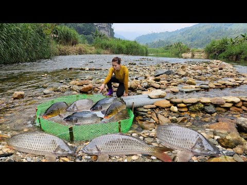 The girl used PVC pipes to make a fish trap and unexpectedly caught nearly 10kg of carp.