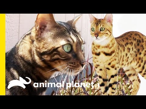 These Beautiful Bengal Cats Are Incredibly Intelligent | Cats 101