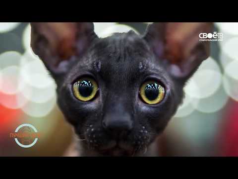Best Friend. Episode 17. Cornish Rex