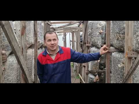 Growing oyster mushrooms, with an income of 400,000 rubles per month.