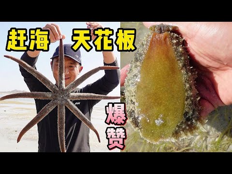 《环球探海记》阿曼 第43天:今天的赶海不仅有“熊掌”,还能看到唯美的火烈鸟! #赶海天花板#环球赶海旅行#真实赶海记录#阿曼马西拉岛