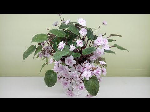 Трейлеры от А до Я. Как сформировать красивую розетку?