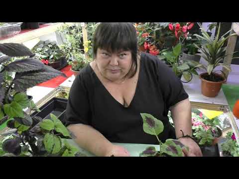 курс о колеусах от А до Я от Адель, часть 5