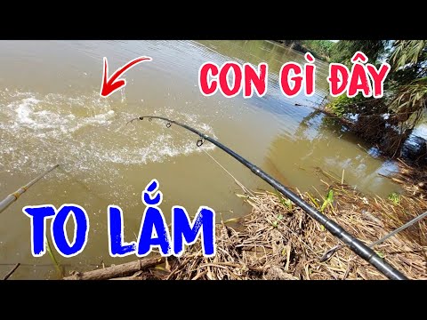 Fishing on the Be River: Occasionally reappears, encountering huge schools of catfish pulling the...