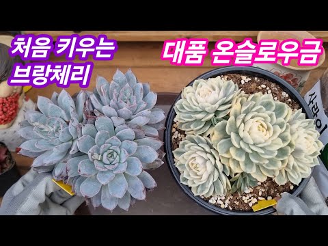 25.12.19 🌹처음 키우는 브랑체리군생과  대품 온슬로우금을 분갈이해요🌹스피드다육 010-5248-5955 