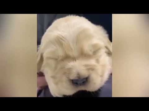 Tente não rir com esses animais mais engraçados