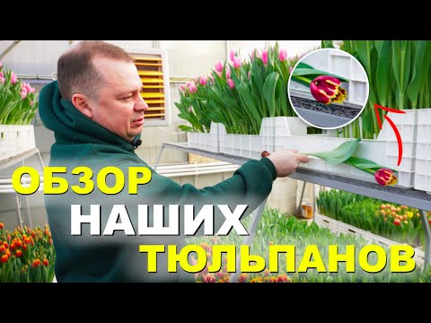 ОБЗОР НАШИХ ТЮЛЬПАНОВ