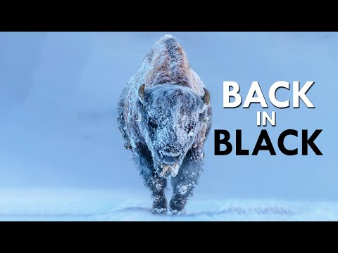 Bison: Survivors Of Extinction