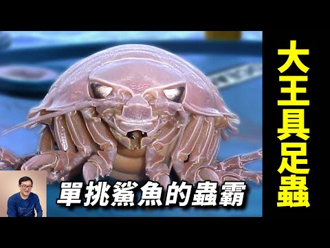 味道堪比龍蝦、帝王蟹，卻是單挑鯊魚的狠角色，酷似外星生物的大王具足蟲【老肉雜談】#動物 #野生動物 #海洋生物 #海鮮 #大王具足蟲