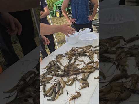 How Much $$$ Does A Shrimp Farm Make?