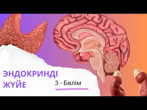 эндокринді жүйе| ұйқы безі мен бүйрекүсті безінің қыртысты қабаты| 3 - бөлім
