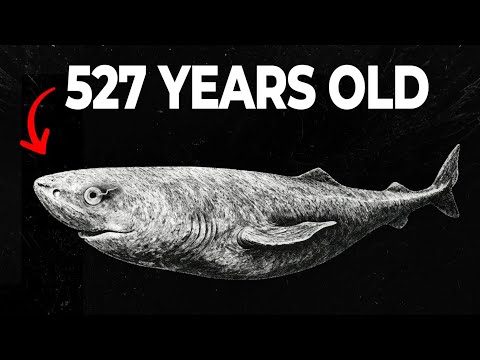 The Shark Older Than Shakespeare