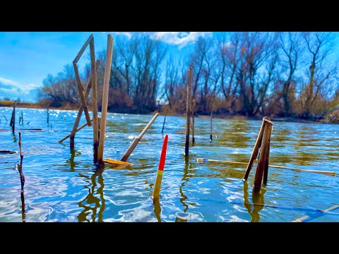 Carp fishing in the spring with a float HE CAME HERE IN TONS