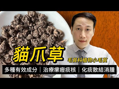 貓爪草，化痰散結解毒，現代醫學有何認識？哪些人群不要使用？影片後面提及所有藥膳的原則