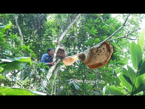 Robert catches bees for honey, collects eggs and visits Mai. Green forest life