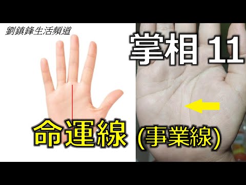 掌相11 命運線 事業線 (開啟字幕)｜ 長短 起點 分支 掌丘 島紋 交叉 | 劉鎮鋒生活頻道