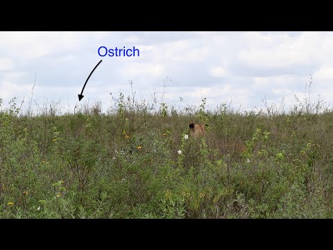 Lions stalking ostriches