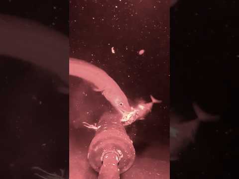 I found a deep sea creature no one knew lived in the Bali Sea