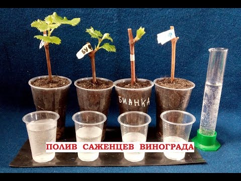 Watering grapes. How often should I water grape seedlings at home?