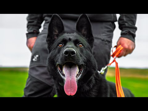 The Ultimate Fighter vs The Ultimate Dog