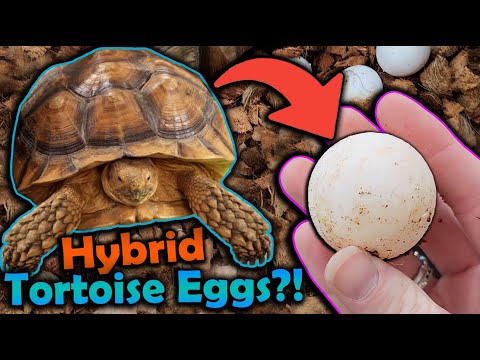 Our Sulcata and Leopard Tortoise had Eggs?!