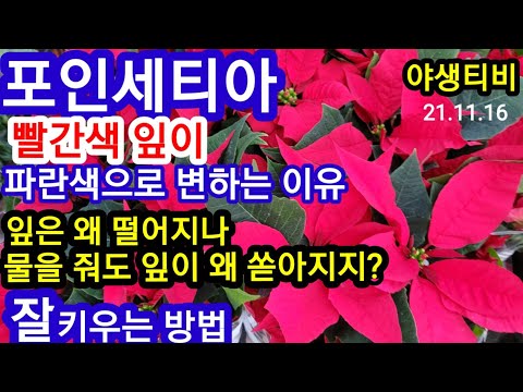 포인세티아(크리스마스꽃).오래 키우는방법.물주는 방법.