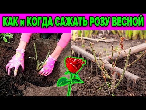 РОЗЫ ВЕСНОЙ. ПОСАДКА В ГРУНТ. КОГДА И КАК?