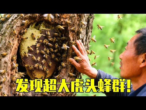 跑了80公里帮蜂场清除打蜜蜂的虎头蜂，蜂窝离蜂场90米还是个大强群。今天不是亏油钱的一天#户外打野 #无人机追马蜂 #虎头蜂 #为民除害 #马蜂