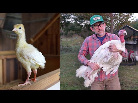 How We Raise Turkeys to Sell on a Small Pastured Farm