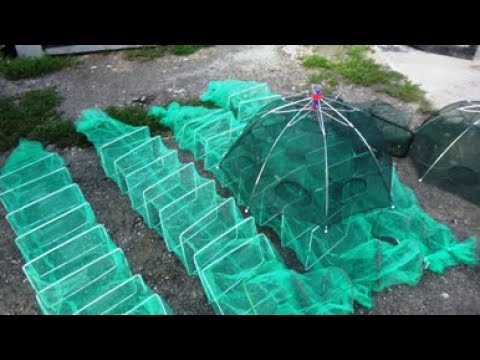 Никогда  вкуснее не ел.  Поймали в раколовки и сразу приготовили.