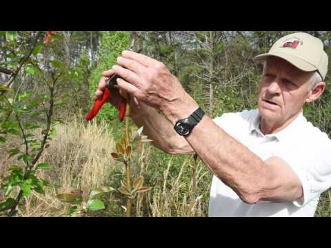 EarthWiseTV - How to Prune Pear Trees