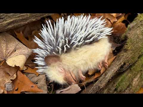 Needle Felting a Hedgehog to Add some Whimsy to my Day