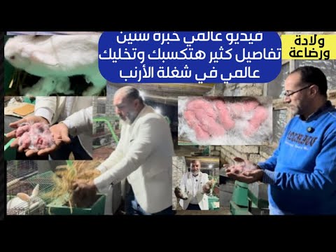 ‏ملخص مفيد و عالمي لشغلة الأرنب ‏يطلع انتاج ويجيب فلوس الأرانب ولدت  فنيات وخبرة