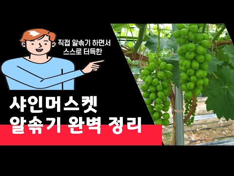 샤인머스켓 알솎기 완벽정리