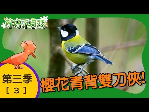 【好好玩自然】櫻花青背雙刀俠！櫻花鉤吻鮭 刀鍬形蟲｜第3集_第三季｜武陵農場｜柳丁哥哥 阿傑老師｜生態探索｜YOYO