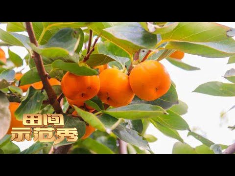 柿子树种植有技巧，怎样才能种出好的柿子？这里有干货！|「田间示范秀」20221219