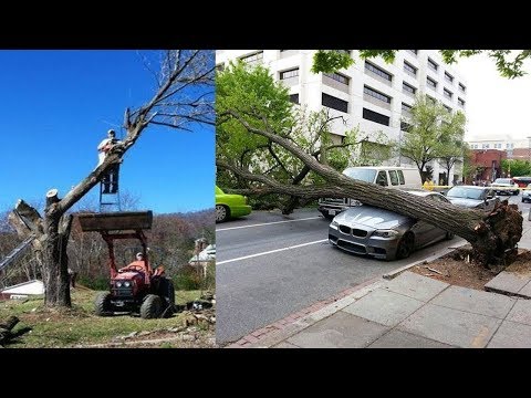 Die Krassesten Holzfäller aufgenommen auf Video