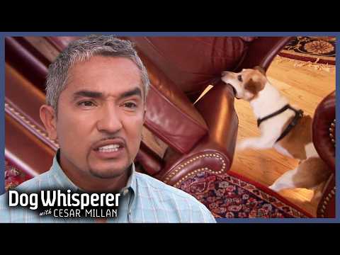 Cesar Faces Crazed Jack Russell With Sudden Biting Rage | Dog Whisperer With Cesar Millan
