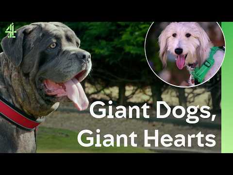Giant Dogs Fall In Love | The Dog House 🐶