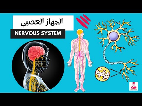 الجهاز العصبي كاملا  || Nervous system