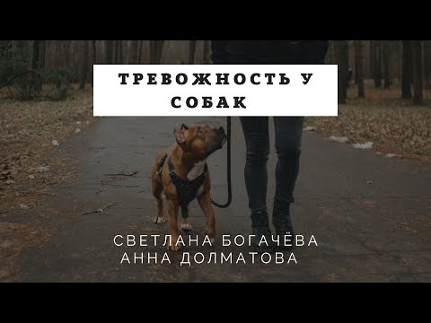 Тревожность у собак.