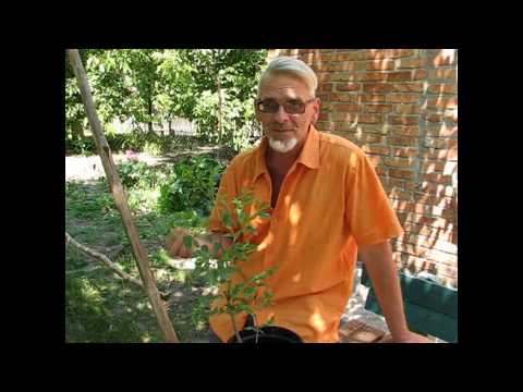 Ziziphus jujuba - already exotic not things.